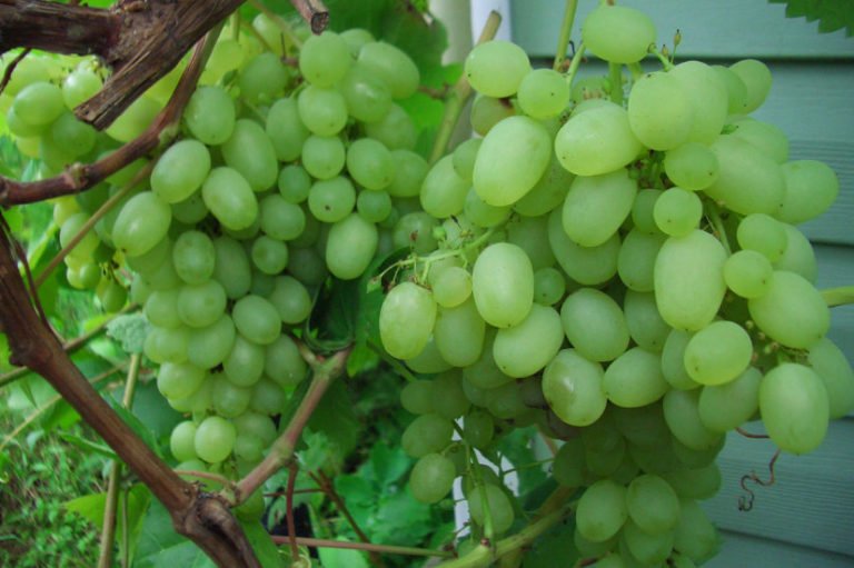 How to Grow Grapes In Cold Climates (Part 2) Best Landscape Ideas
