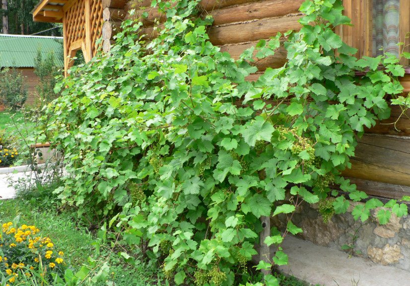 How to Grow Grapes In Cold Climates (Part 1)