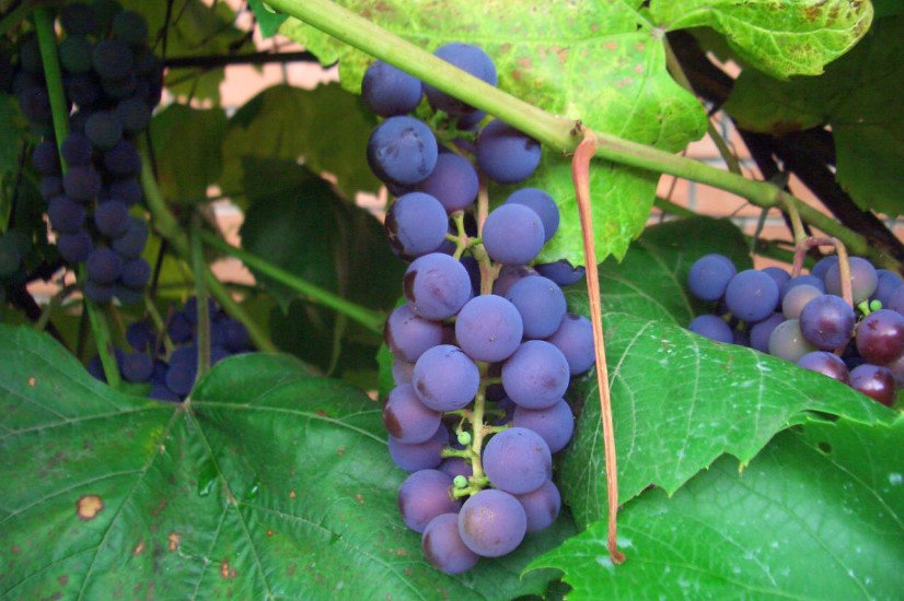 How to Grow Grapes In Cold Climates (Part 2)