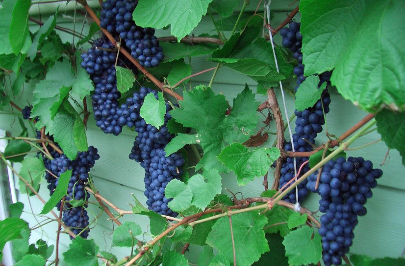 How to Grow Grapes In Cold Climates (Part 2)