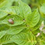 How to Increase Potato Resistance to Colorado Beetles