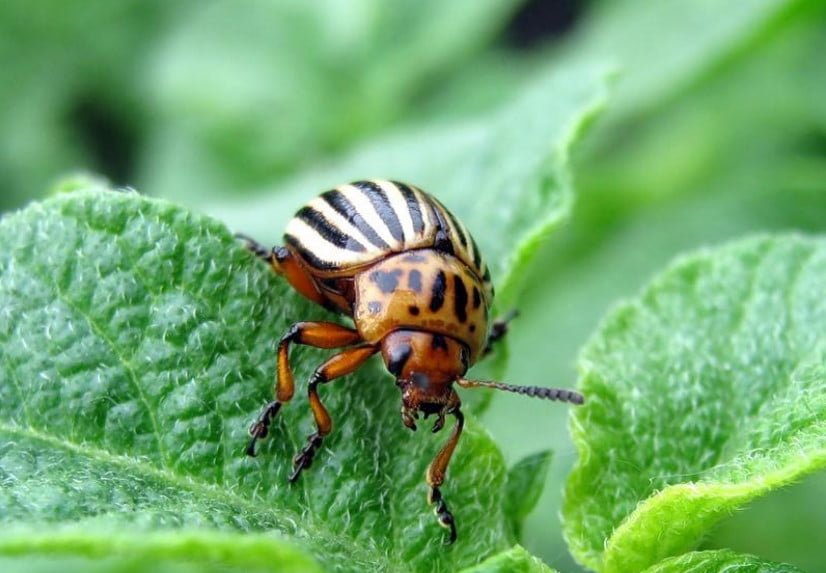 How to Increase Potato Resistance to Colorado Beetles