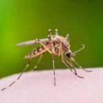 Testing Natural Mosquito Repellent