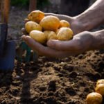 Planting Potatoes Cook in the Fall