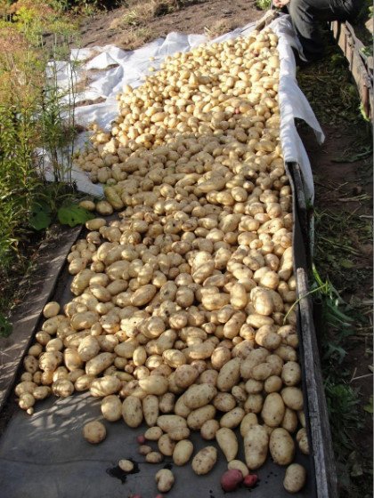 Planting Potatoes Cook in the Fall