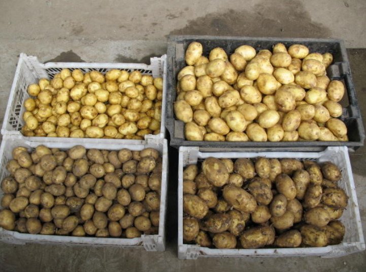 Planting Potatoes Cook in the Fall