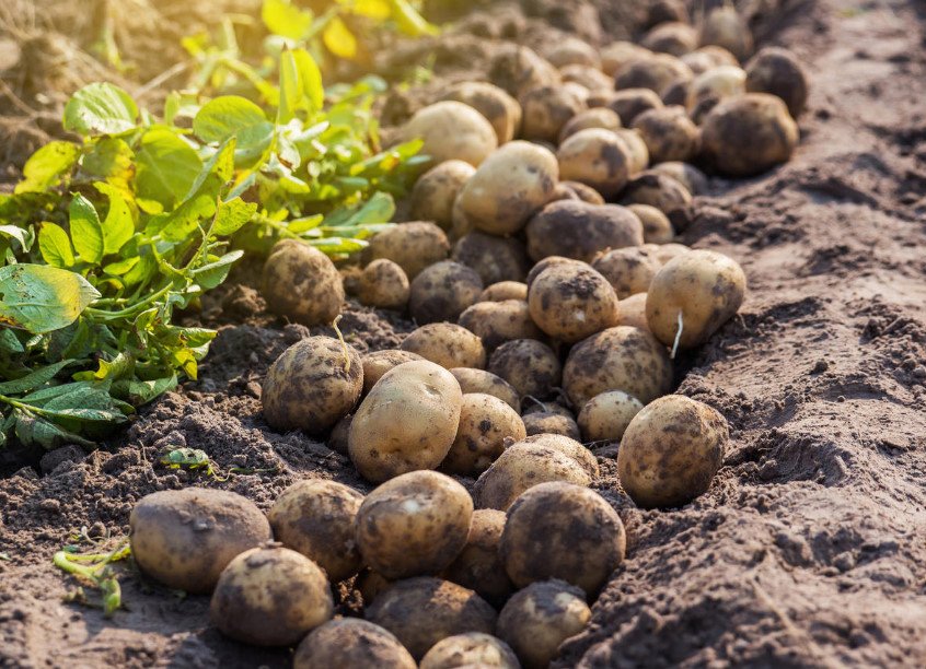 Planting Potatoes Cook in the Fall