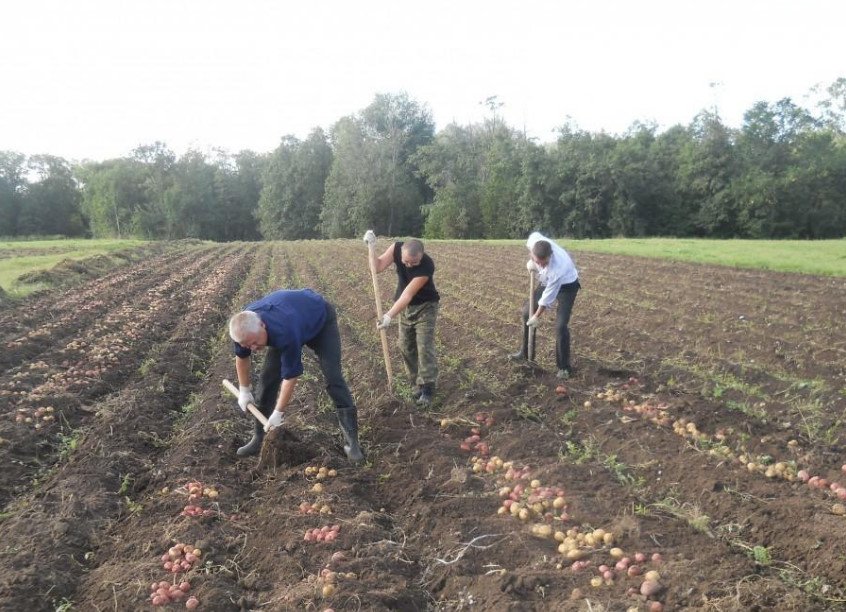 Planting Potatoes Cook in the Fall