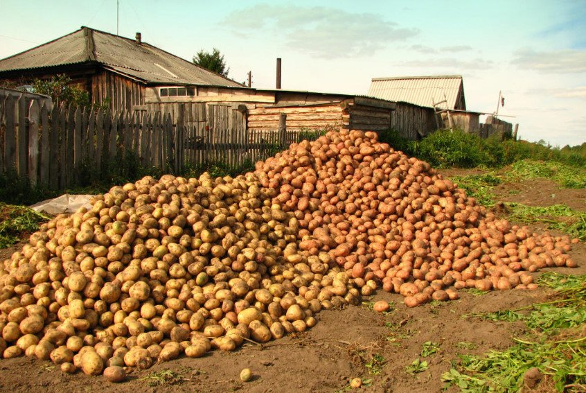 Planting Potatoes Cook in the Fall