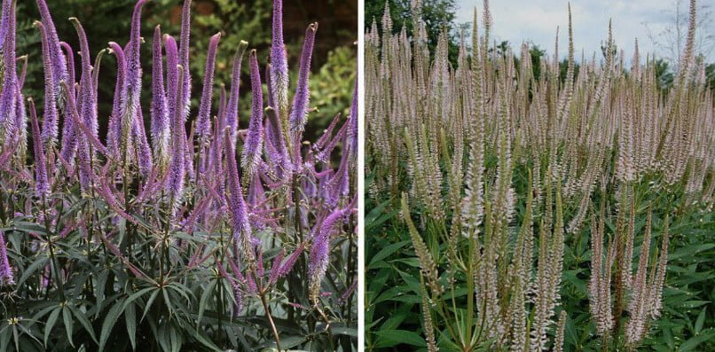 Plants With Spike-Like Inflorescences for Summer Contrasting Compositions