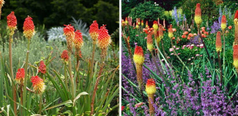 Plants With Spike-Like Inflorescences for Summer Contrasting ...