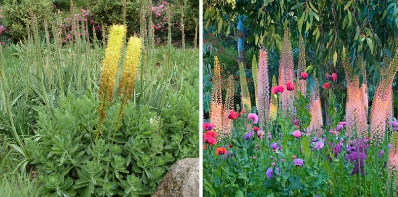 Plants With Spike-Like Inflorescences for Summer Contrasting Compositions