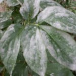 Powdery Mildew. Prevention and Treatment.