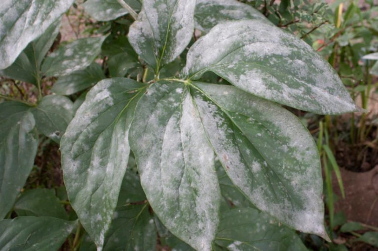 Powdery Mildew. Prevention and Treatment. Best Landscape Ideas