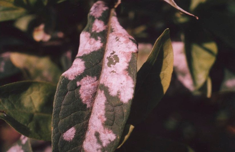 Powdery Mildew. Prevention and Treatment.