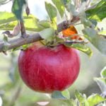 Large Apples: Disadvantages. Do You Need Large-Fruited Apple Varieties