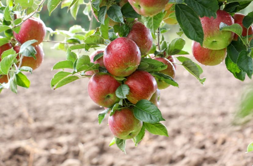 Large Apples: Disadvantages. Do You Need Large-Fruited Apple Varieties