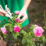 Pruning of Withering Inflorescences: Why and How