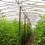 Smart Greenhouses by Yuriy Zikov