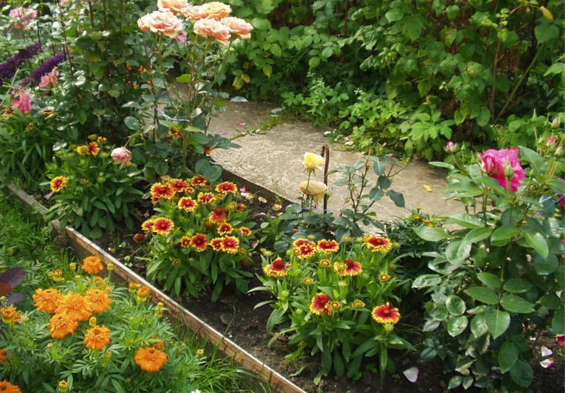 Solar Gaillardia in Your Garden