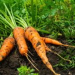 The Cultivation of Carrots. Lazy Experience.