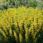 Lysimachia: Types, Growing in the Garden