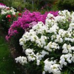 Village Front Gardens