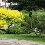 Trees and Shrubs With Yellow Leaves: Photos and Names, Features of Cultivation