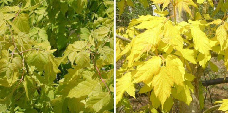 Trees and Shrubs With Yellow Leaves: Photos and Names, Features of ...