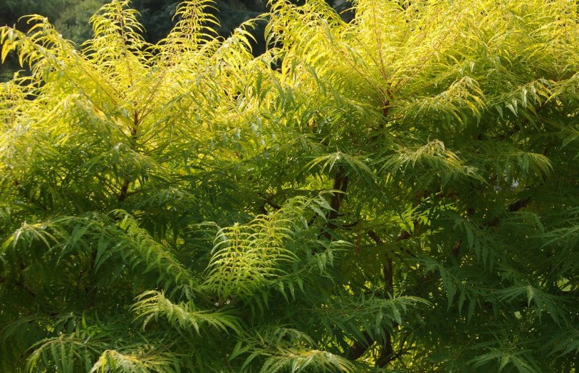 Trees and Shrubs With Yellow Leaves: Photos and Names, Features of Cultivation