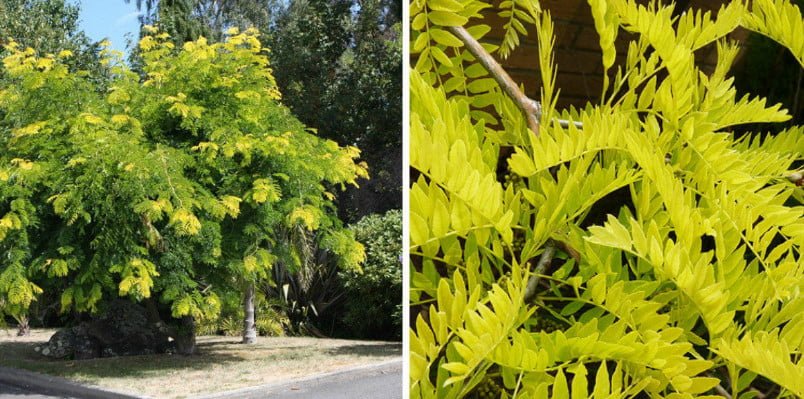 Trees and Shrubs With Yellow Leaves: Photos and Names, Features of Cultivation