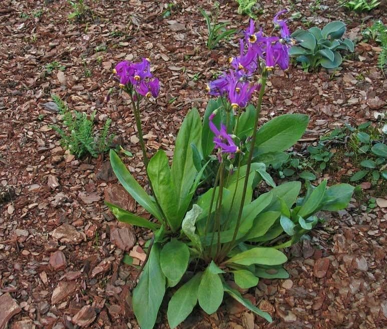 What an Amazing it is, This Dodecatheon