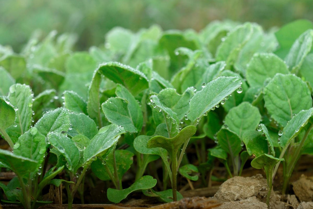 Cauliflower: Cultivation, Care, Varieties