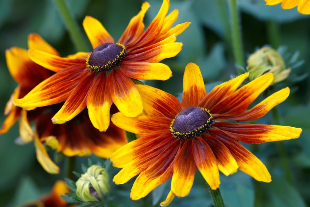 Rudbeckia – the Sun in the Flowerbed