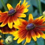 Rudbeckia – the Sun in the Flowerbed