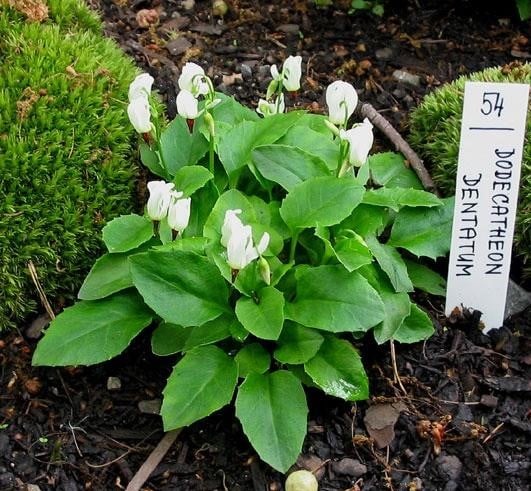 What an Amazing it is, This Dodecatheon