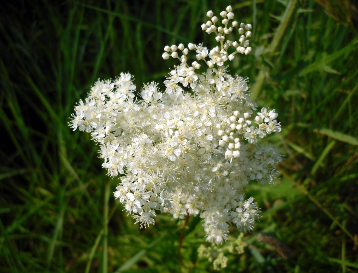 Forest and Field Plants in the Garden: Meadowsweet