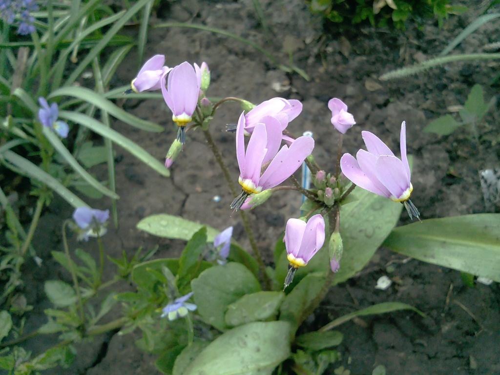 What an Amazing it is, This Dodecatheon