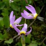 What an Amazing it is, This Dodecatheon