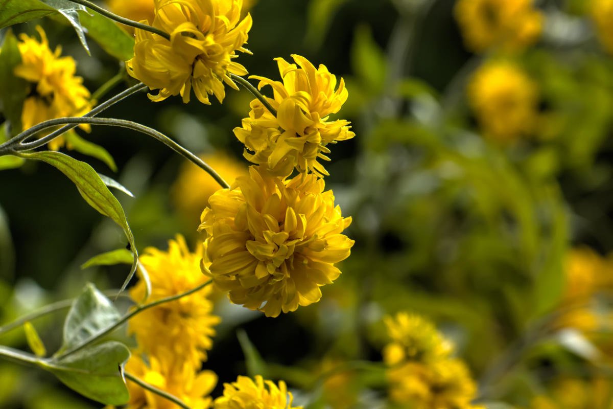 Rudbeckia - the Sun in the Flowerbed