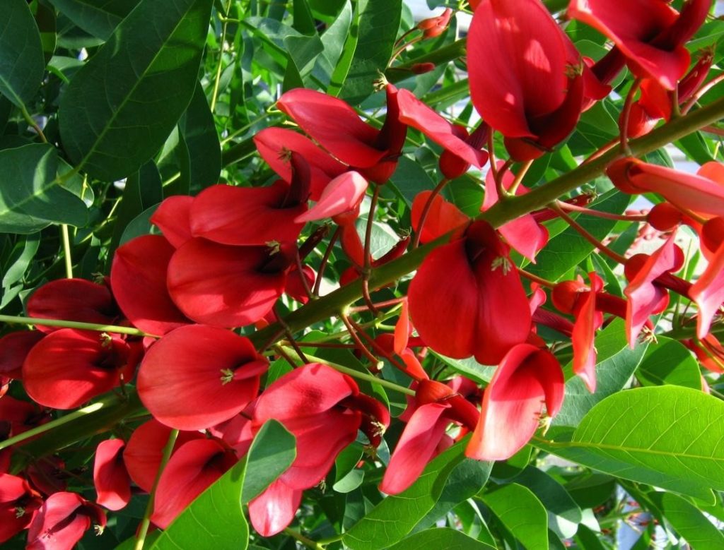 Erythrina – Coral Tree