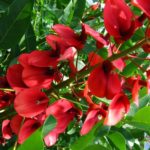 Erythrina – Coral Tree