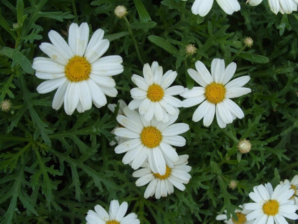Argyranthemum: Flowering Length in the Whole Summer
