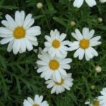 Argyranthemum: Flowering Length in the Whole Summer