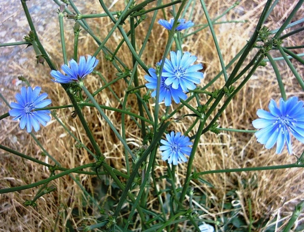 Chicory is an Amazing Plant with Many Useful Properties