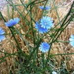 Chicory is an Amazing Plant with Many Useful Properties
