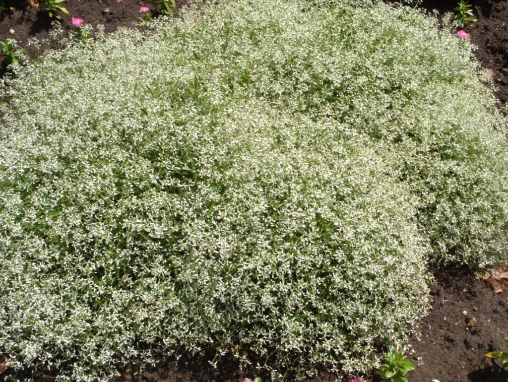 Fluffy Clouds Euphorbia Hybrida