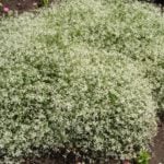 Fluffy Clouds Euphorbia Hybrida