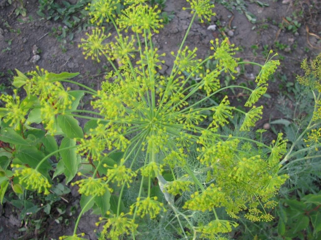 Fresh Dill All Year Round