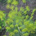 Fresh Dill All Year Round